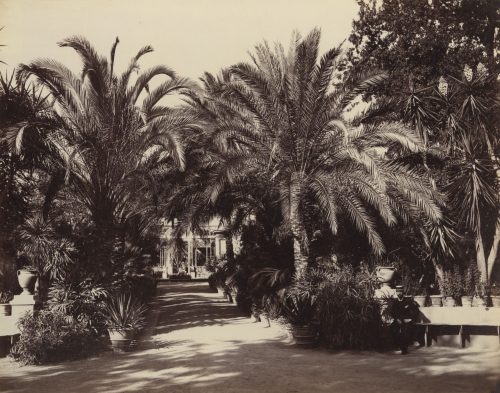 Giorgio Sommer (Künstler*in), Palermo, Botanischer Garten, Vialle delle Palme, ca. 1870