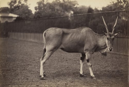 James Valentine (Künstler*in), Die Elenantilope, Der Zoo, London, ca. 1880s