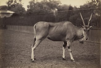 Die Elenantilope, Der Zoo, London