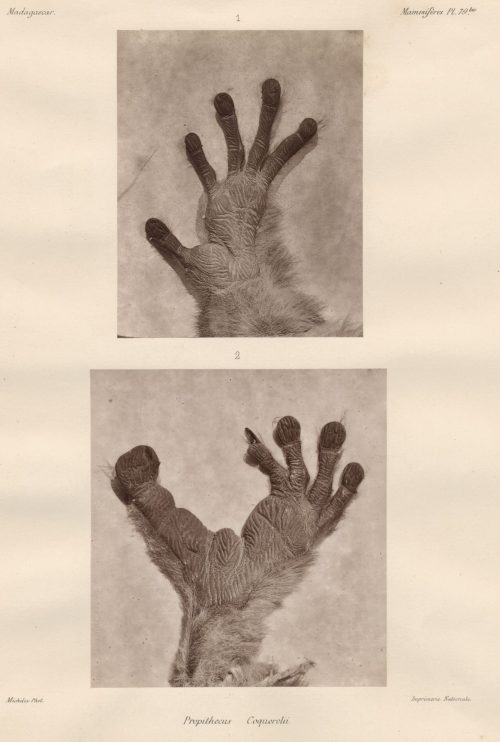 Charles-Louis Michelez (Künstler*in), Propithecus Coquerelii, Madagascar, ca. 1890