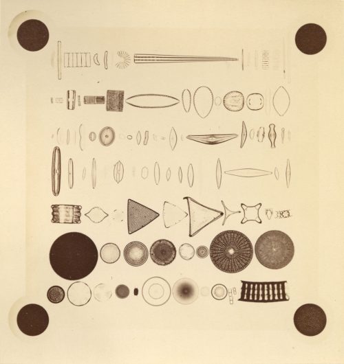 Dr. Gustav Fritsch u. Otto Müller (Künstler*in), Diatomaceen-Typen-Platte II, 1870