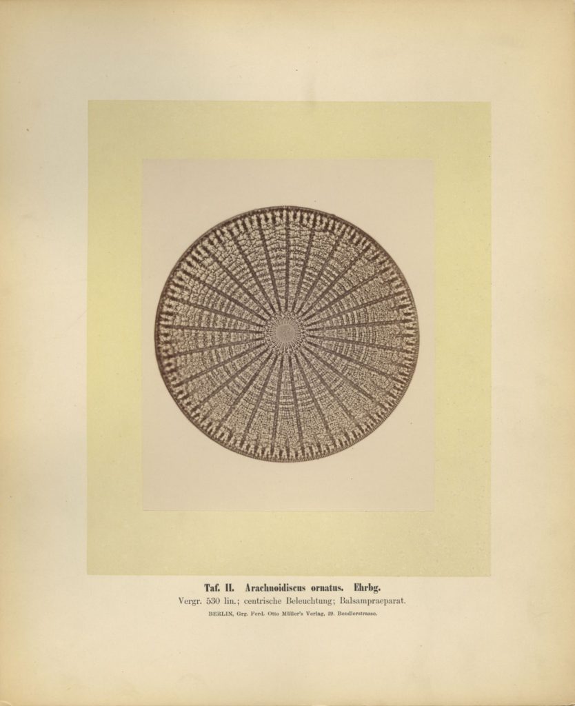 Arachnoidiscus ornatus, Ehrbg.