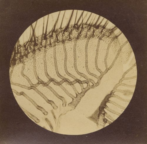 Julius Stinde (Künstler*in), Fliegenrüssel, Tafel II aus „Blicke durch das Mikroskop“, 1870