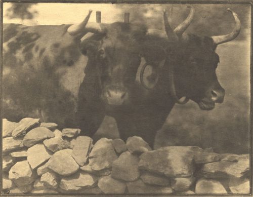 Gertrude Käsebier (Künstler*in), Meine Nachbarn, ca. 1905