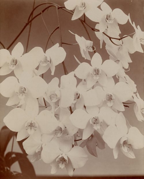 Unbekannt (Künstler*in), Ohne Titel (Orchideenblüten), ca. 1910