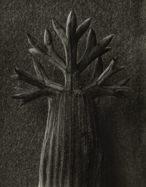 Karl Blossfeldt (Künstler*in), Seseli gummiferum. Sesel. Deckblatt, 10mal vergrößert, 1900–1928