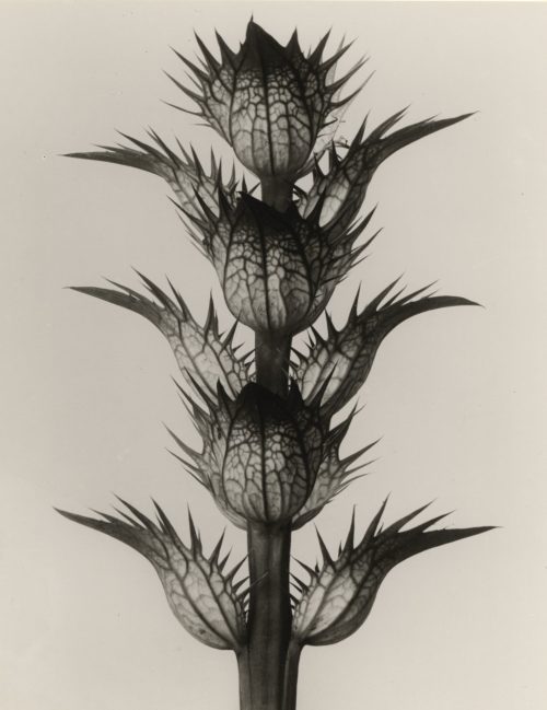 Karl Blossfeldt (Künstler*in), Acanthus mollis. Bärenklau. Deckblätter, 4mal vergrößert, 1900–1928