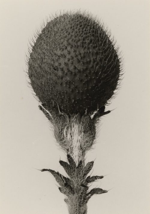 Karl Blossfeldt (Künstler*in), Papaver orientale. Orientalischer Mohn. Blütenknospe, 5mal vergrößert, 1900–1928