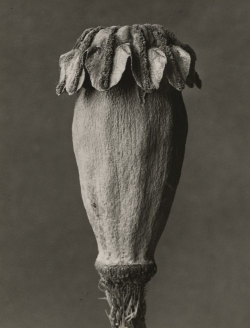 Karl Blossfeldt (Künstler*in), Papaver orientale. Orientalischer Mohn. Samenknospe, 5mal vergrößert, 1900–1928