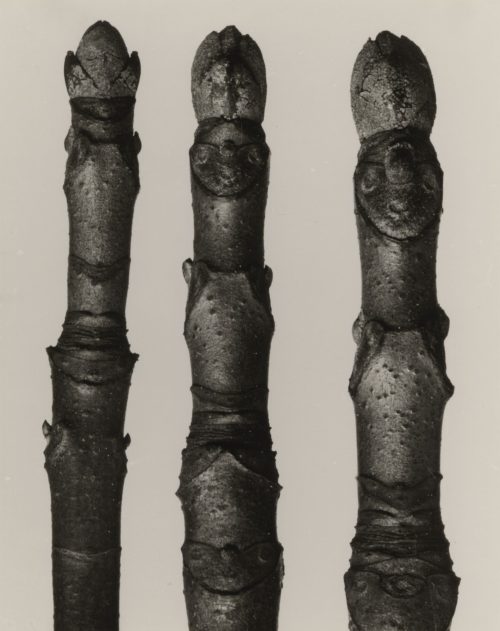 Karl Blossfeldt (Künstler*in), Aesculus parviflora. Kleinblütige amerikanische Roßkastanie, 12mal vergrößert, 1900–1928