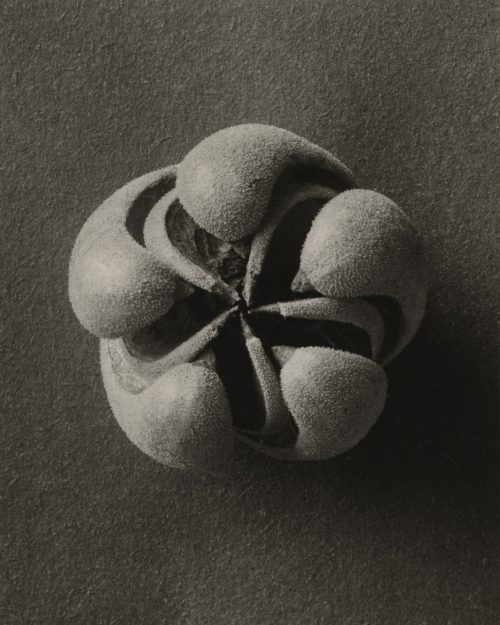 Karl Blossfeldt (Künstler*in), Blumenbachia Hieronymi. Geöffnete Samenkapsel, 8mal vergrößert, 1900–1928