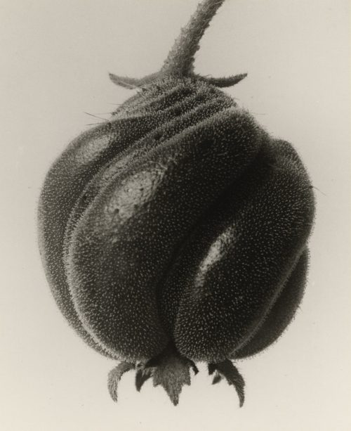 Karl Blossfeldt (Künstler*in), Blumenbachia Hieronymi. Geschlossene Samenkapsel, 8mal vergrößert, 1900–1928