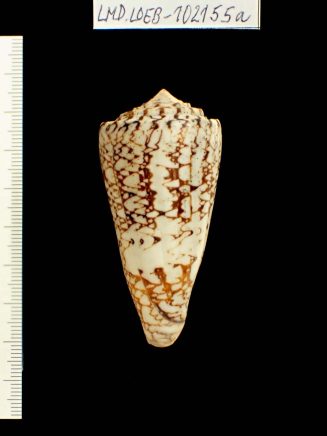 Conus (Cylinder) acuminatus Hwass in Bruguière, 1792