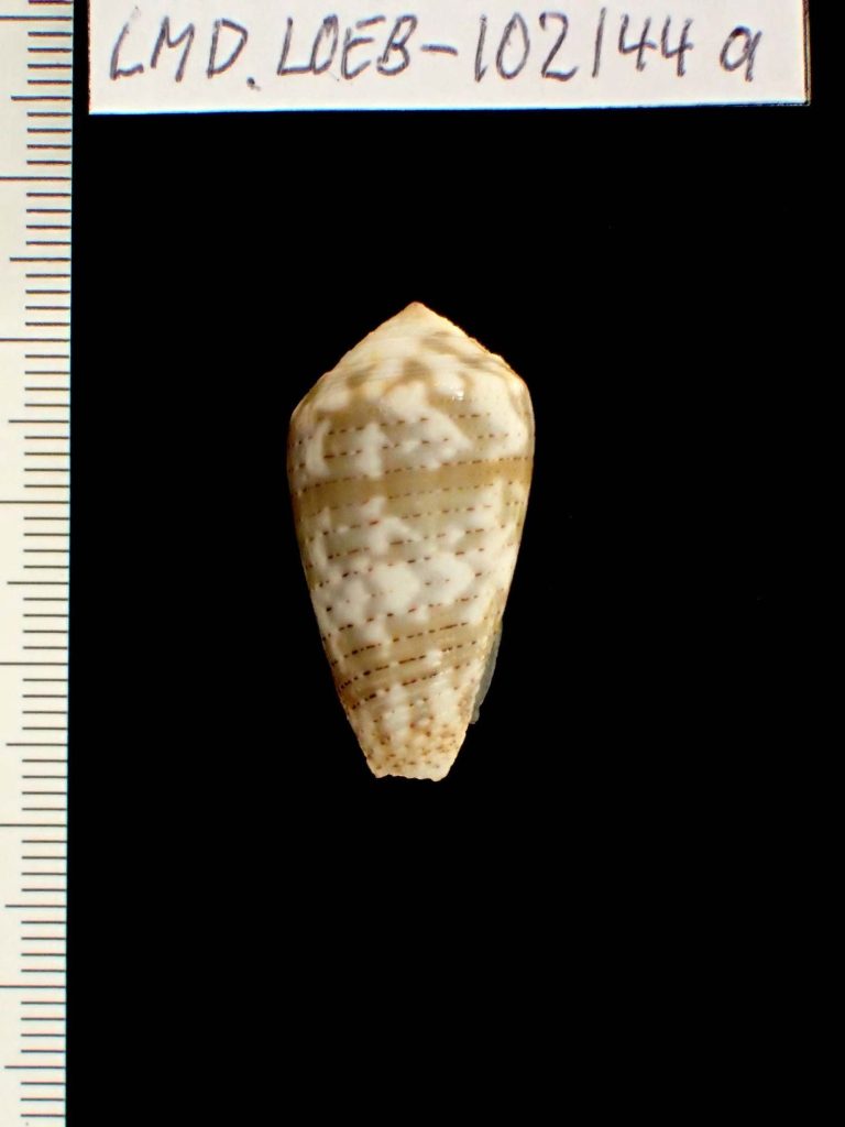 Conus (Pionoconus) achatinus Gmelin, 1791