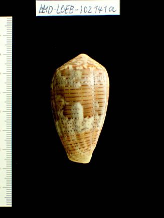 Conus (Pionoconus) achatinus Gmelin, 1791