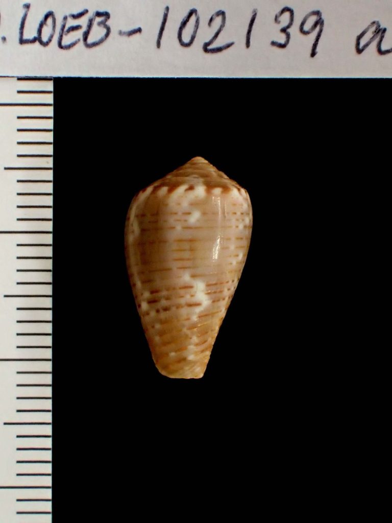 Conus (Pionoconus) achatinus Gmelin, 1791