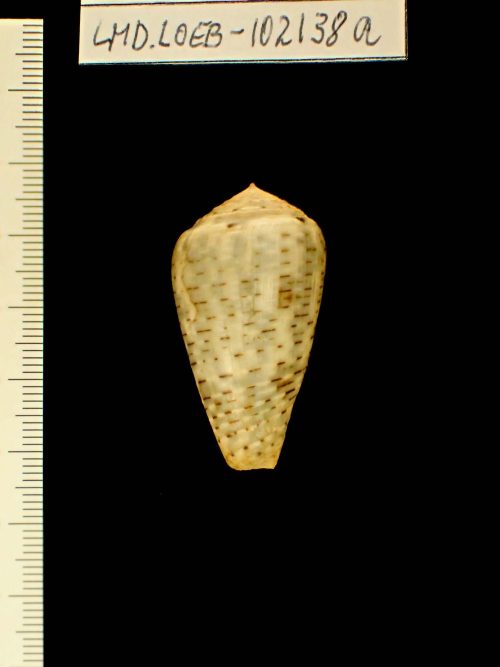 Lischke (Sammler*in), Conus (Pionoconus) achatinus Gmelin, 1791