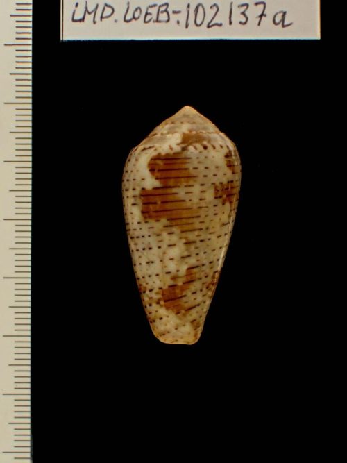 Lischke (Sammler*in), Conus (Pionoconus) achatinus Gmelin, 1791