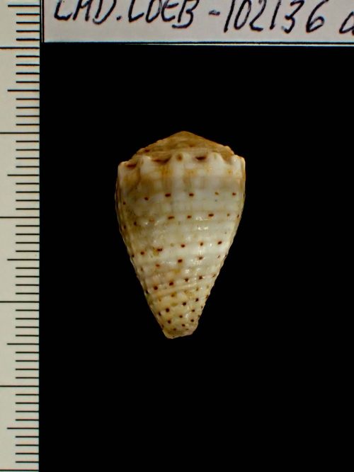 Aquazoo Löbbecke Museum (Sammler*in), Conus (Virroconus) abbreviatus Reeve, 1843