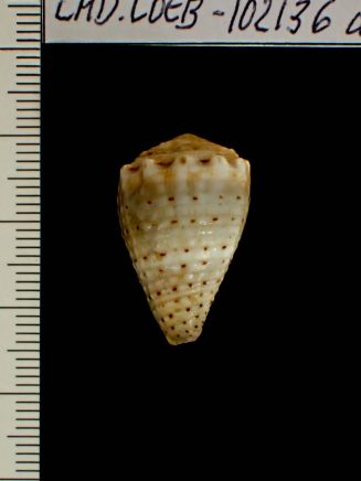 Conus (Virroconus) abbreviatus Reeve, 1843