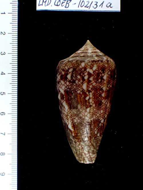 Conus abbas