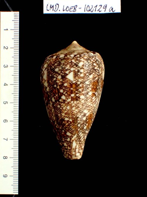 Herman Christiaan Roeters van Lennep (Sammler*in), Conus abbas