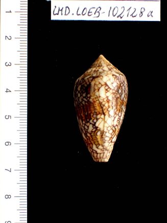 Conus abbas