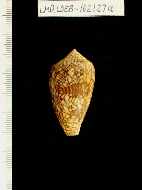 Erich Christian Ludwig Gruner (Sammler*in), Conus (Cylinder) archiepiscopus Hwass in Bruguière, 1792