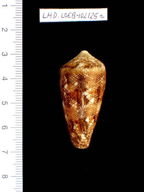 Lischke (Sammler*in), Conus abbas