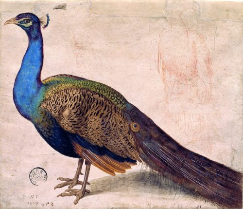 Nicolaus Juvenel (Künstler*in), Pfau, 1559