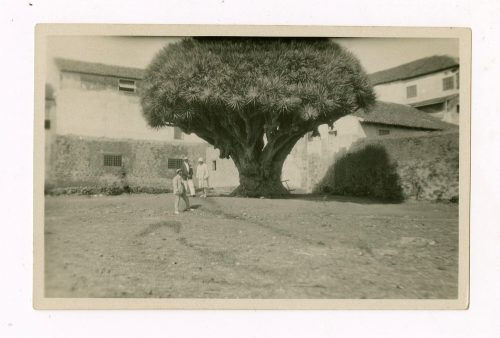 Unbekannt (Fotograf*in), Drachenbaum, Teneriffa, Spanien, 1929