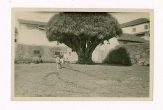 Drachenbaum, Teneriffa, Spanien