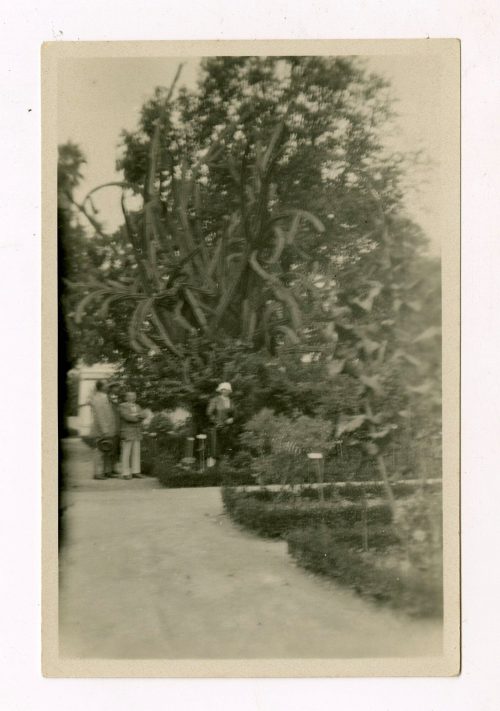 Unbekannt (Fotograf*in), Botanischer Garten, Lissabon, Portugal, September 1928