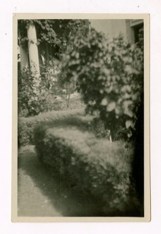 Blick in einen Garten, Las Palmas, Teneriffa, Spanien