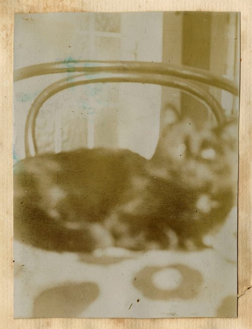 Unbekannt (Fotograf*in), Katze, 2. Februar 1917