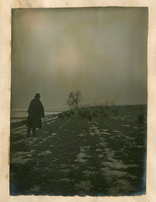 Unbekannt (Fotograf*in), Hirte und Schafe am Rhein, 11. Februar 1917