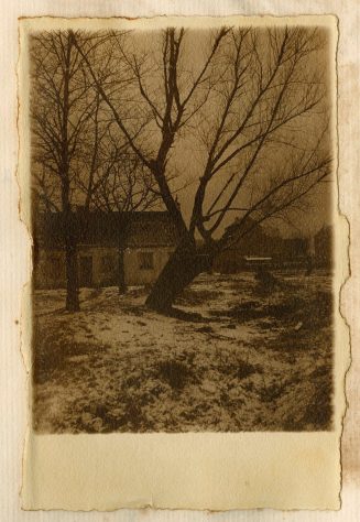 Baum in verschneiter Landschaft