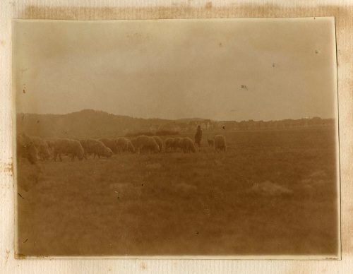 Unbekannt (Fotograf*in), Schafherde, 20. März 1917