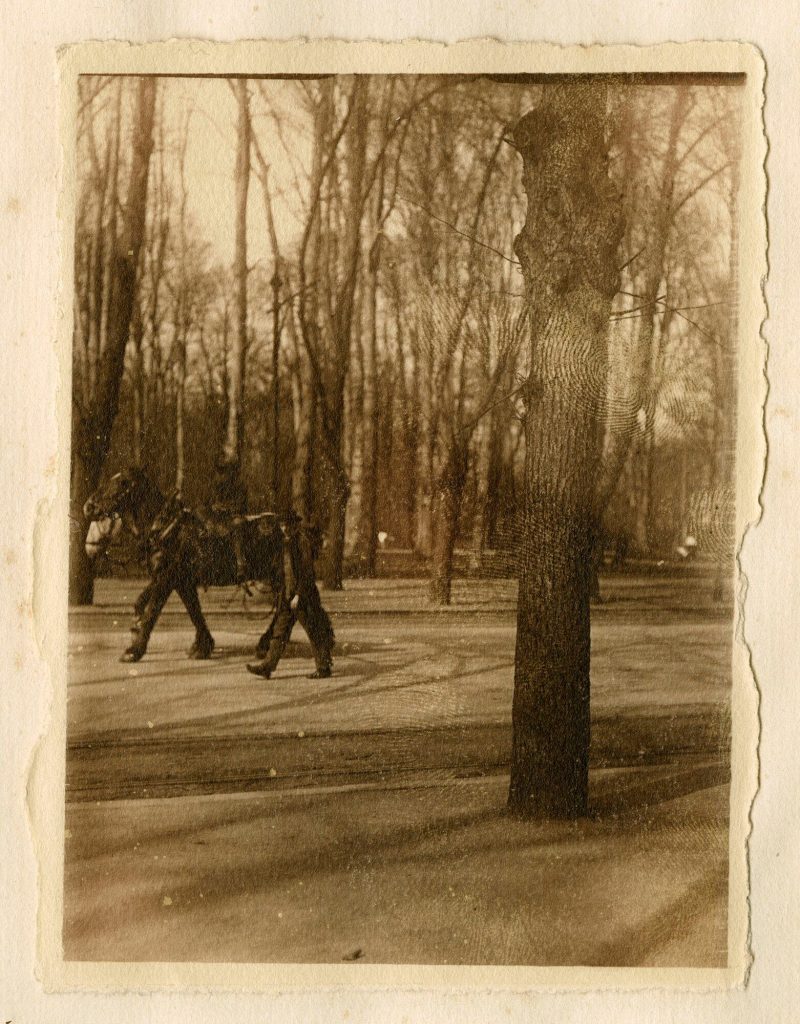 Pferd und Mann auf einer Allee, Düsseldorf