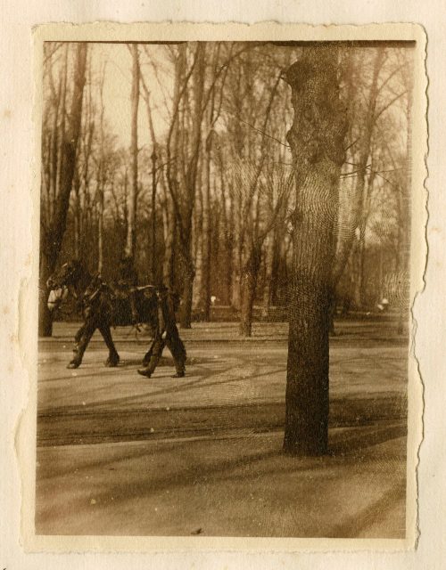 Unbekannt (Fotograf*in), Pferd und Mann auf einer Allee, Düsseldorf, 2. Mai 1917