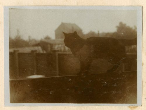 Unbekannt (Fotograf*in), Foto eines schwarzen Katze, 20. Mai 1917