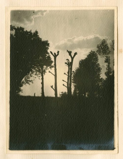 Unbekannt (Fotograf*in), Bäume, 27. Mai 1917