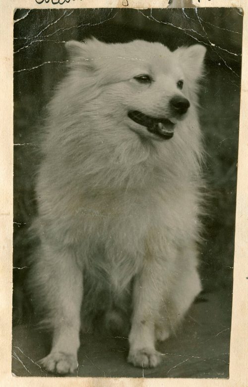 mein süßes Herz (Hund), 1930