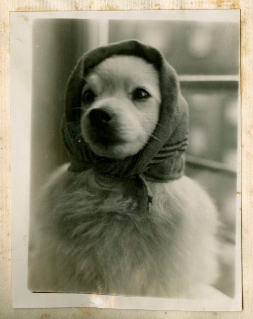 Hund mit Kopftuch, 1936