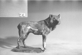 Wolf, stehend