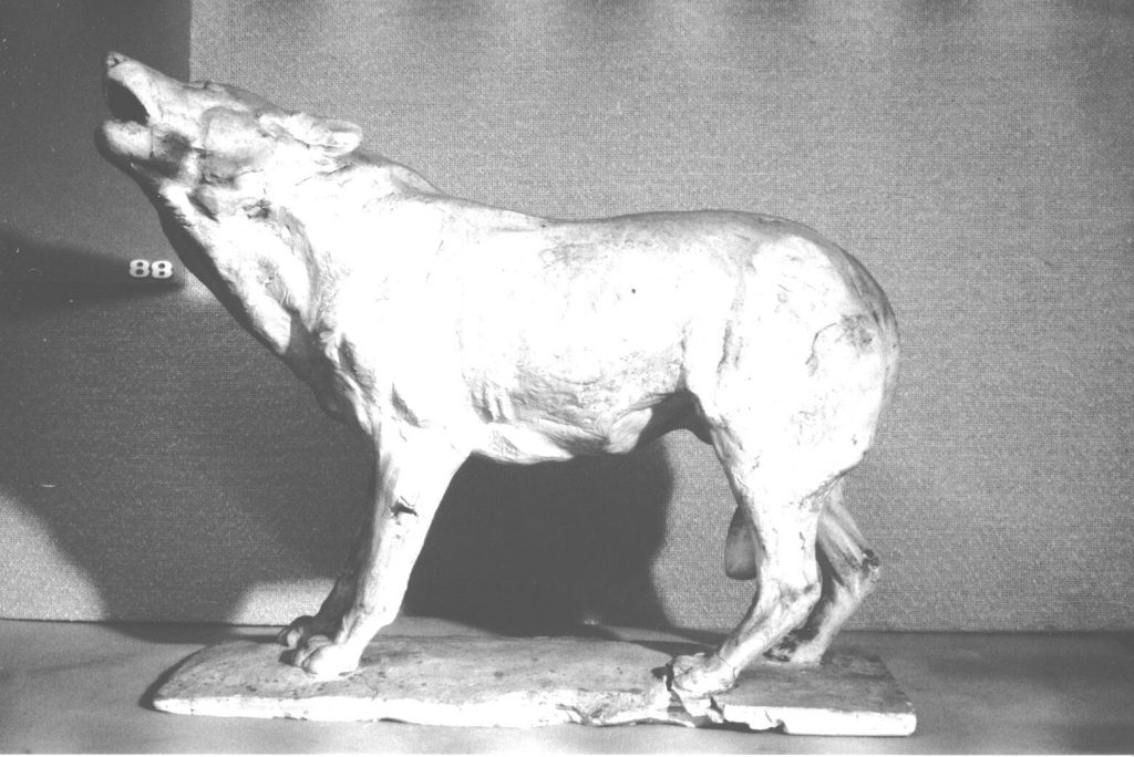 Wolf, heulend