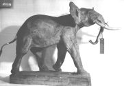 Afrikanischer Elefant, Bulle, drohend