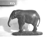 Afrikanischer Elefant, Jungtier, stehend
