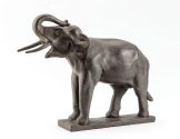 Afrikanischer Elefant, Bulle, trompetend