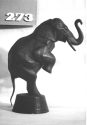 Afrikanischer Elefant, Zirkusnummer